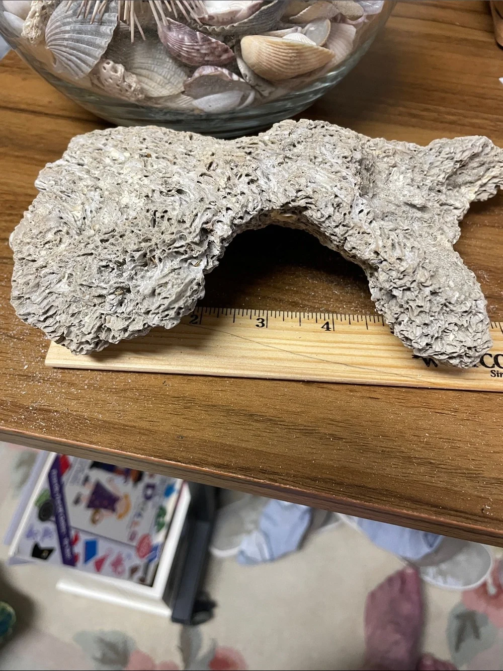 Fossil found on the beach, resembling brain fossil.